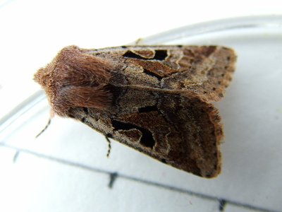 Hebrew Character